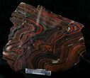 Banded Tiger Iron Stromatolite - Australia ( Billion Years) #22498-2